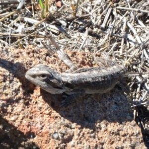 Amphibolurus muricatus at Belconnen, ACT - 4 Dec 2018