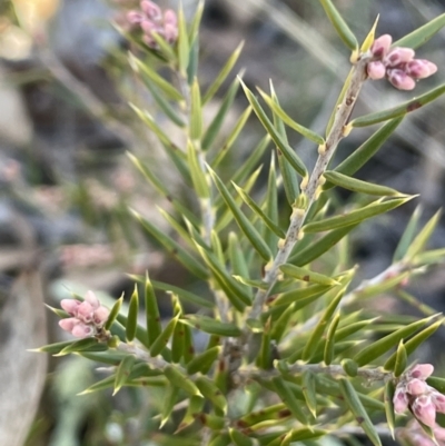 Lissanthe strigosa subsp. subulata (Peach Heath) at Kowen, ACT - 22 Jul 2023 by JaneR