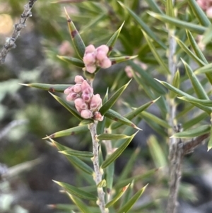 Lissanthe strigosa subsp. subulata at Kowen, ACT - 22 Jul 2023