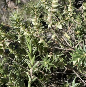 Melichrus urceolatus at Kowen, ACT - 22 Jul 2023