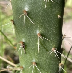 Opuntia elata (A Prickly Pear) at Mount Ainslie - 19 Jul 2023 by JaneR