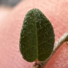Bossiaea buxifolia at Latham, ACT - 23 Jul 2023