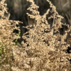 Cassinia sifton (Sifton Bush, Chinese Shrub) at Umbagong District Park - 23 Jul 2023 by lbradley