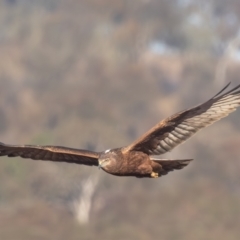 Circus approximans (Swamp Harrier) at Breadalbane, NSW - 22 Jul 2023 by rawshorty