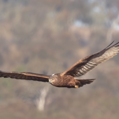 Circus approximans (Swamp Harrier) at Breadalbane, NSW - 22 Jul 2023 by rawshorty