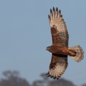 Circus approximans at Breadalbane, NSW - 23 Jul 2023 08:29 AM