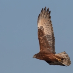 Circus approximans at Breadalbane, NSW - 23 Jul 2023 08:29 AM