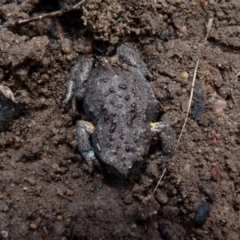 Pseudophryne bibronii (Brown Toadlet) at Boro - 19 Nov 2017 by Paul4K