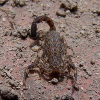 Lychas marmoreus (Little Marbled Scorpion) at Boro - 20 Nov 2017 by Paul4K