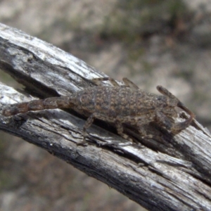 Lychas marmoreus at Borough, NSW - suppressed