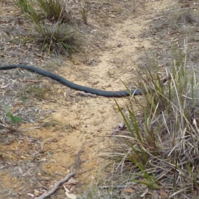 Pseudechis porphyriacus (Red-bellied Black Snake) at Borough, NSW - 20 Feb 2018 by Paul4K