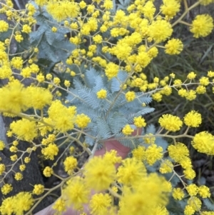 Acacia baileyana x Acacia dealbata at Belconnen, ACT - 23 Jul 2023