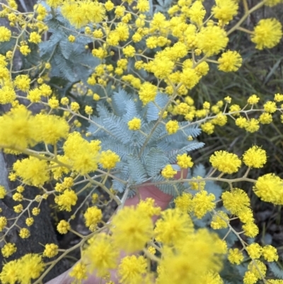 Acacia baileyana x Acacia dealbata (Cootamundra Wattle x Silver Wattle (Hybrid)) at Aranda Bushland - 23 Jul 2023 by lbradley