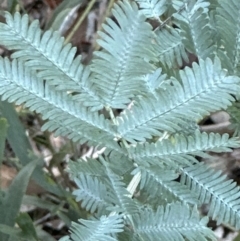 Acacia baileyana x Acacia dealbata at Belconnen, ACT - 23 Jul 2023