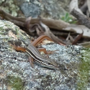 Ctenotus taeniolatus at Borough, NSW - 20 Dec 2017