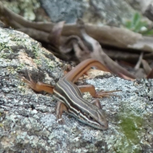 Ctenotus taeniolatus at Borough, NSW - 20 Dec 2017