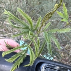 Acacia decurrens (Green Wattle) at Aranda Bushland - 23 Jul 2023 by lbradley