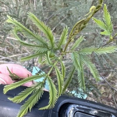 Acacia decurrens (Green Wattle) at Aranda, ACT - 23 Jul 2023 by lbradley