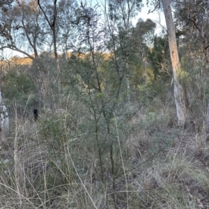 Acacia decurrens at Belconnen, ACT - 23 Jul 2023