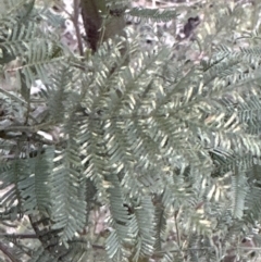 Acacia decurrens at Belconnen, ACT - 23 Jul 2023