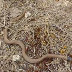 Parasuta flagellum (Little Whip-snake) at QPRC LGA - 15 Oct 2018 by Paul4K