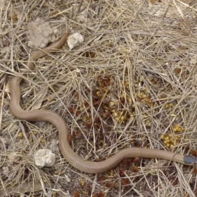 Parasuta flagellum (Little Whip-snake) at QPRC LGA - 15 Oct 2018 by Paul4K