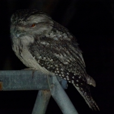 Podargus strigoides (Tawny Frogmouth) at Borough, NSW - 21 Jun 2018 by Paul4K