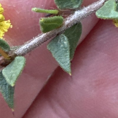 Acacia gunnii (Ploughshare Wattle) at Aranda, ACT - 23 Jul 2023 by lbradley