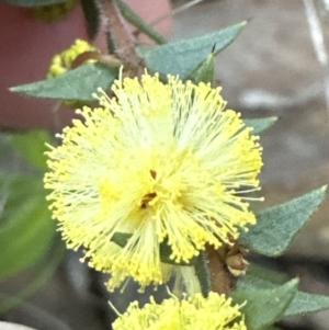 Acacia gunnii at Aranda, ACT - 23 Jul 2023