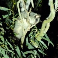 Petaurus notatus (Krefft’s Glider, Sugar Glider) at Boro - 13 Nov 2018 by Paul4K