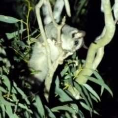 Petaurus notatus at Borough, NSW - suppressed