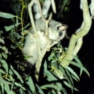 Petaurus notatus at Borough, NSW - suppressed