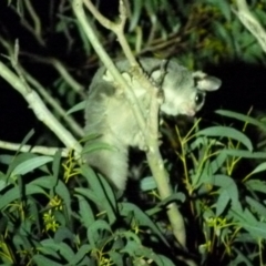 Petaurus notatus at Borough, NSW - suppressed