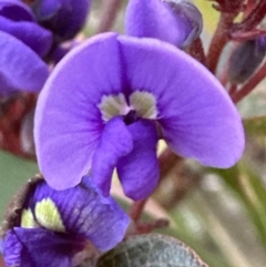 Hardenbergia violacea (False Sarsaparilla) at Aranda Bushland - 23 Jul 2023 by lbradley