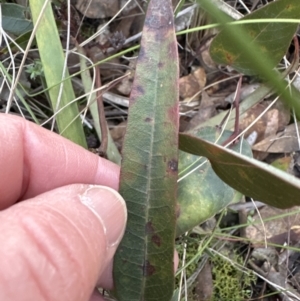 Hardenbergia violacea at Aranda, ACT - 23 Jul 2023