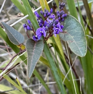 Hardenbergia violacea at Belconnen, ACT - 23 Jul 2023