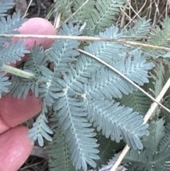 Acacia baileyana (Cootamundra Wattle, Golden Mimosa) at Aranda, ACT - 23 Jul 2023 by lbradley