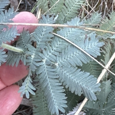 Acacia baileyana (Cootamundra Wattle, Golden Mimosa) at Aranda, ACT - 23 Jul 2023 by lbradley