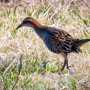 Gallirallus philippensis at Watson, ACT - 22 Jul 2023