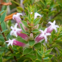 Leucopogon neoanglicus (A Beard-Heath) at Boolijah, NSW - 23 Apr 2023 by RobG1