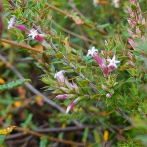 Leucopogon neoanglicus at Boolijah, NSW - 23 Apr 2023