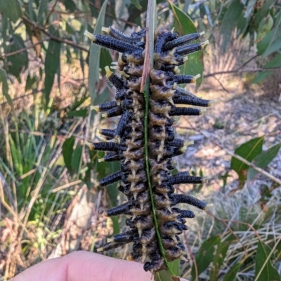 Perginae sp. (subfamily) (Unidentified pergine sawfly) at Sth Tablelands Ecosystem Park - 23 Jul 2023 by HelenCross