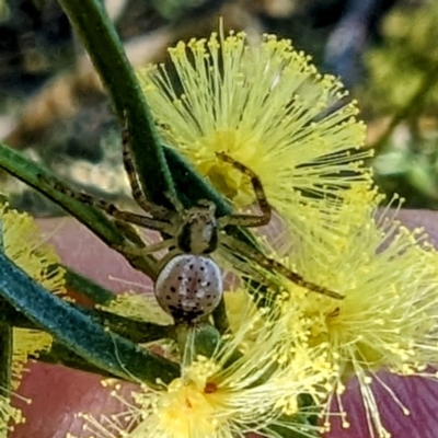 Australomisidia sp. (genus) (Flower spider) at National Arboretum Forests - 23 Jul 2023 by HelenCross