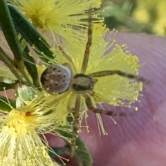 Australomisidia sp. (genus) at Molonglo Valley, ACT - 23 Jul 2023