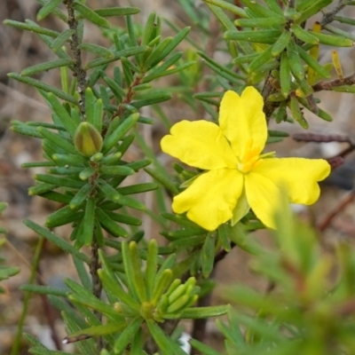 Hibbertia riparia at Boolijah, NSW - 23 Apr 2023 by RobG1