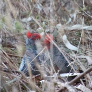 Callocephalon fimbriatum at Hughes, ACT - 22 Jul 2023