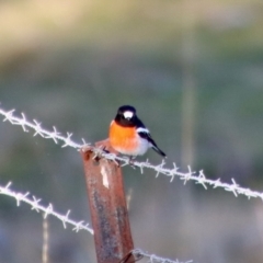 Petroica boodang (Scarlet Robin) at Belconnen, ACT - 23 Jul 2023 by LisaH