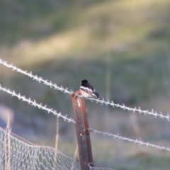 Petroica boodang at Belconnen, ACT - 23 Jul 2023 04:41 PM