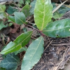 Laurus nobilis (Bay Tree) at Wanniassa Hill - 23 Jul 2023 by KumikoCallaway