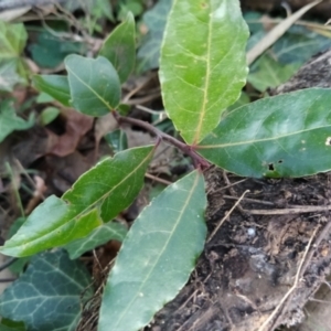 Laurus nobilis at Fadden, ACT - 23 Jul 2023 04:26 PM